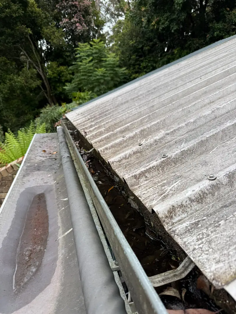 Gutter on a metal roof packed with leaves before cleaning