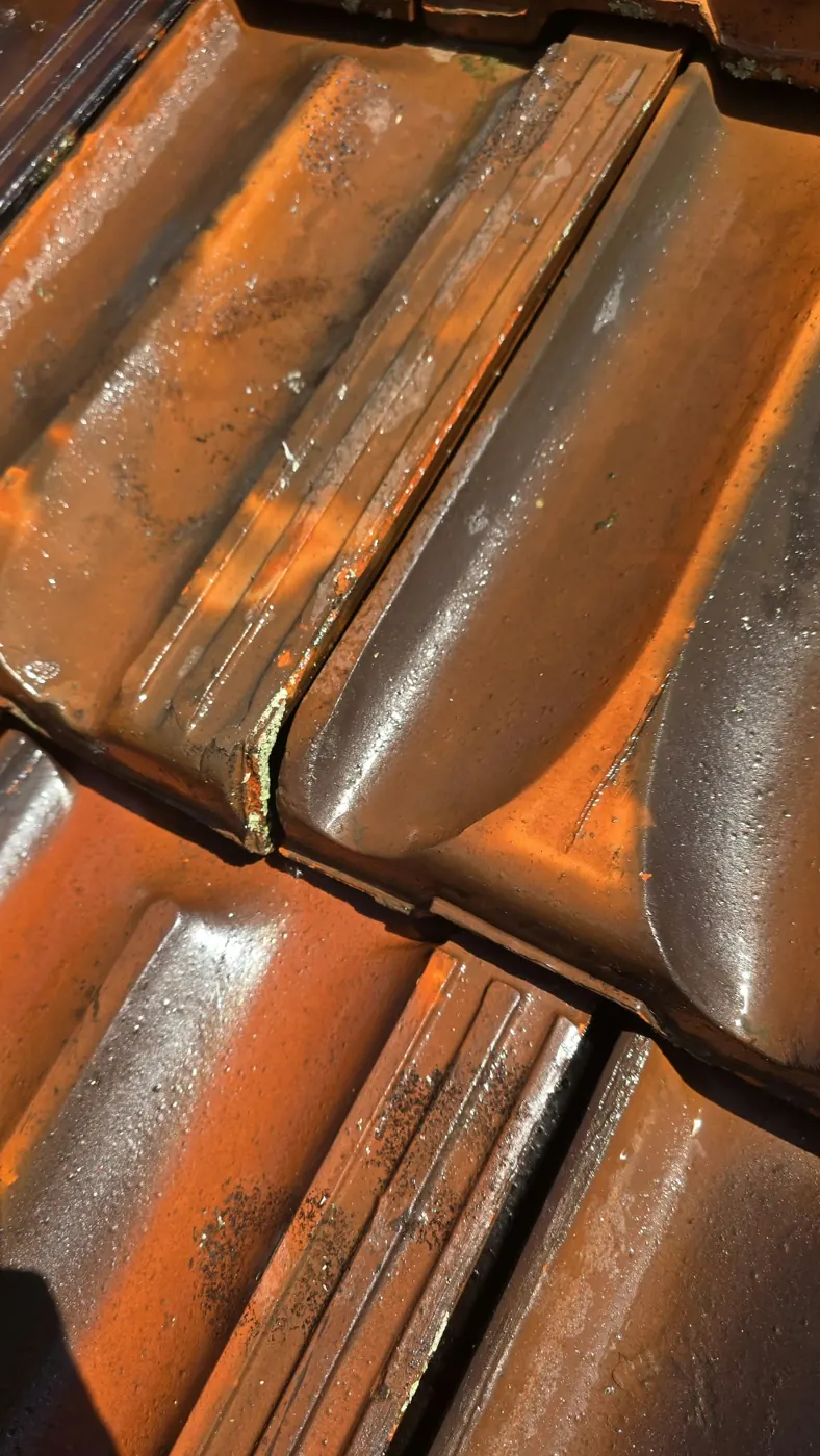 Moss in the joint between two terracotta roof tiles, found on a second check